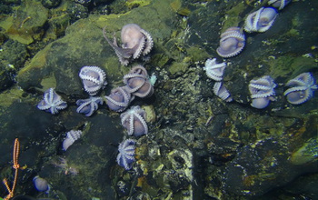 17 octopuses on the sea floor.